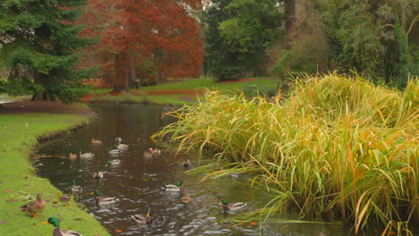 Patos-Nadando-En-El-Lago-Del-Jardín-Botánico-Nacional-De-Irlanda-Durante-La-Noche