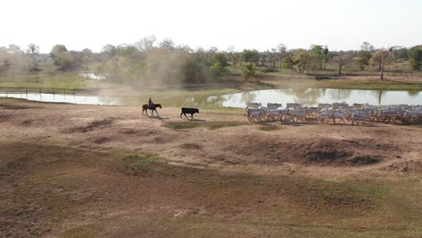 vaqueros conduciendo ganado en una granja en el pantanal sur