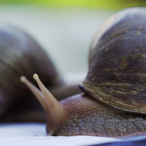 Two achatina snails on a white background creep and wiggle the horns. Large African snails Achatina Fulica.