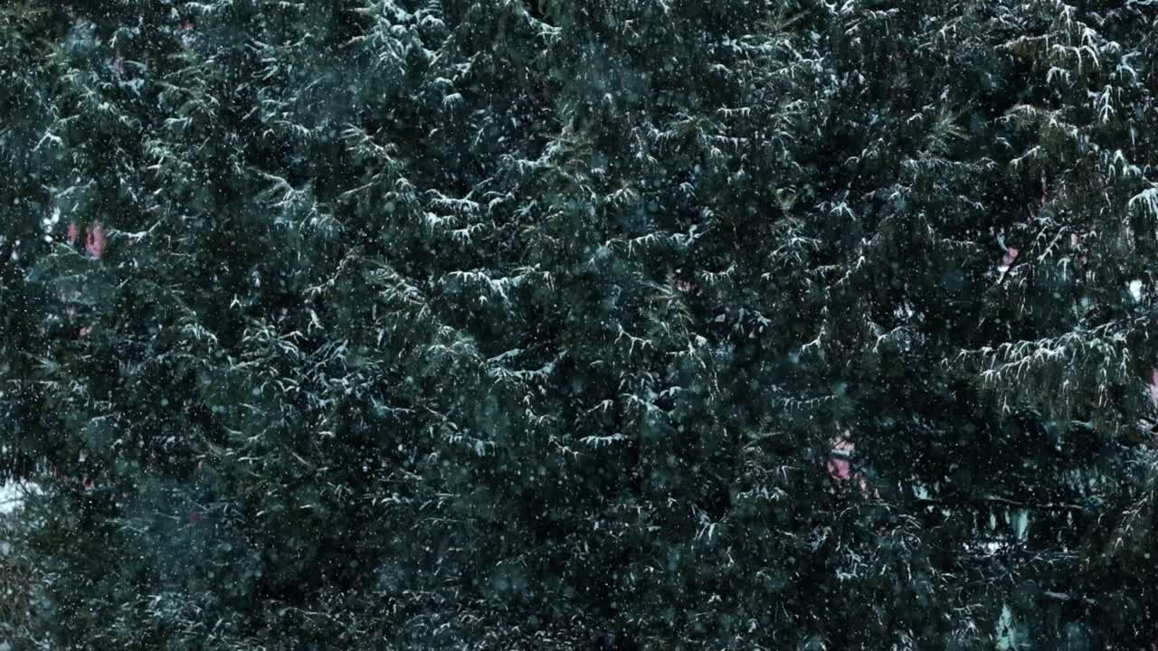 Snow falling against a green, pine tree background on a winters day in Europe