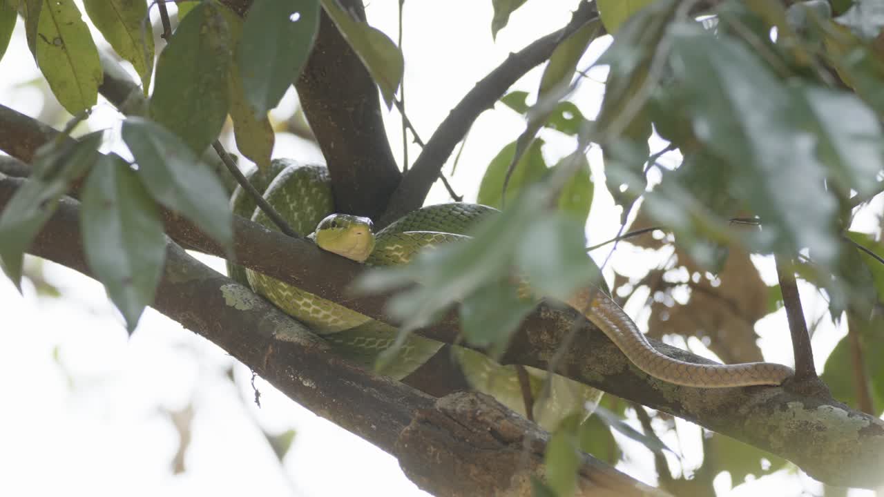 serpiente de rata verde arbórea, gonyosomo oxycephalum, descansando en la rama de un árbol
