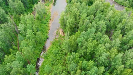 4K-Drone-Video-of-Cottonwood-Tree-Forest-along-Troublesome-Creek-near-Denali-State-Park-in-Alaska-on-Summer-Day