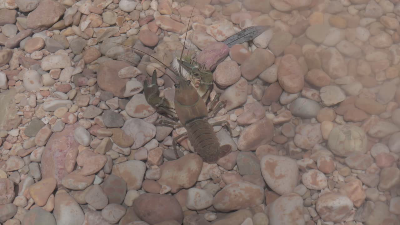 Crayfish on River Rocks