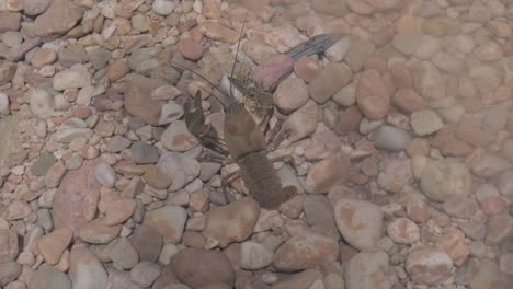 crayfish on river rocks