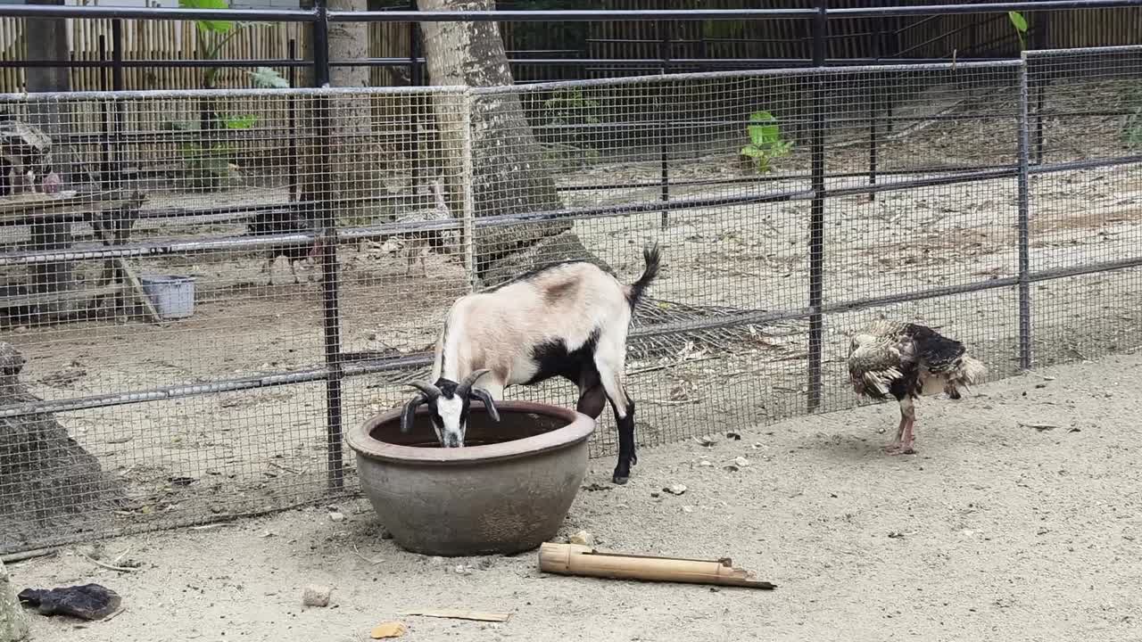 동물원 에 있는 염소와 새우