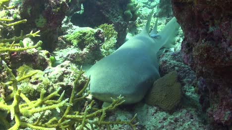 nurse shark  lying on tropical coral reef