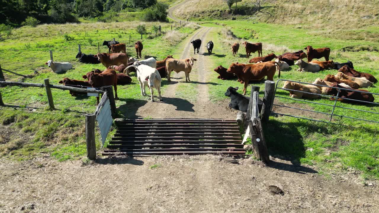 Utilizzo di un drone per radunare il bestiame 2.