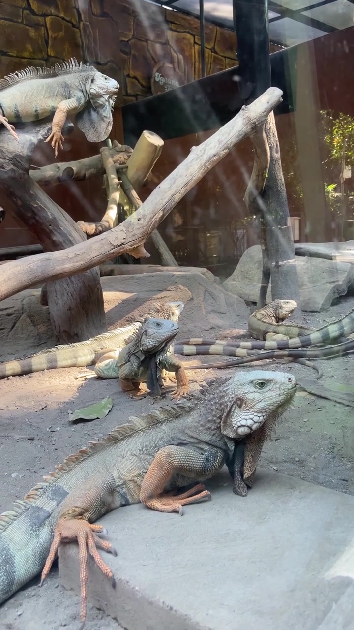 Gruppo di iguane verdi a riposo in un recinto dello zoo