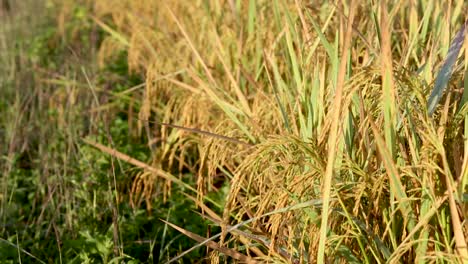 Plantas-De-Arroz-En-La-Provincia-De-Loei,-Tailandia