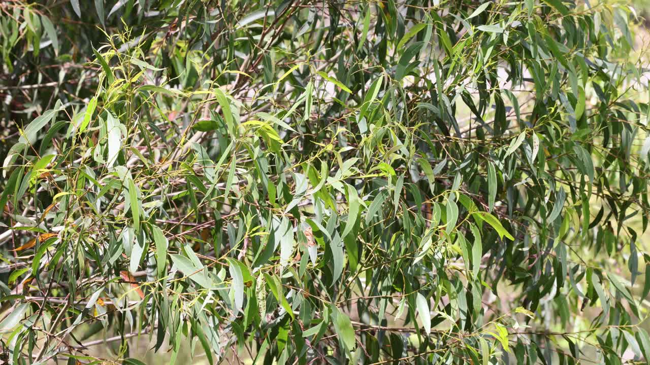 las ramas de los eucaliptos se balancean suavemente en el viento