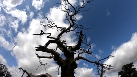 A-time-lapse-of-white-clouds-blowing-above-dead-trees-in-late-summer-in-the-English-Countryside,-Worcestershire,-UK