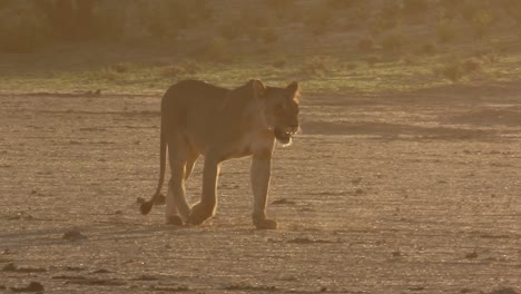 león africano iluminado lateralmente camina por el desierto de kalahari a la luz dorada del atardecer