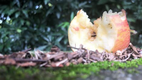 manzana roja mordida en el suelo en el parque de jaragua, brasil - enfoque selectivo, primer plano