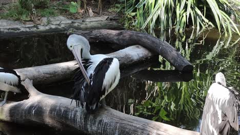 pelican preening feathers on log beside tropical pond