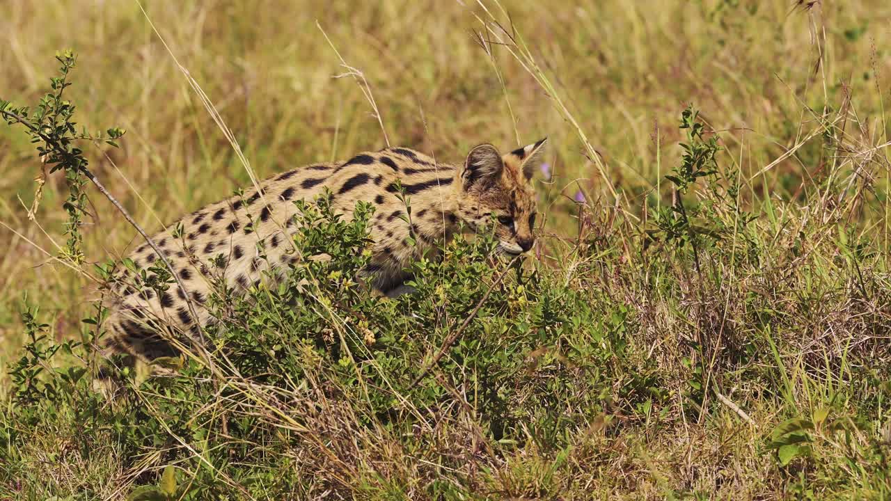 disparo en cámara lenta de la caza de serval en exuberantes praderas para pequeñas presas, saltar y saltar, reserva nacional en kenia, áfrica animales de safari en masai mara north conservancy