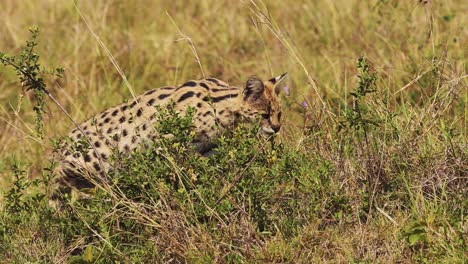 slow motion shot of serval hunting in luscious grasslands for small prey, pouncing and jumping, national reserve in kenya, africa safari animals in masai mara north conservancy