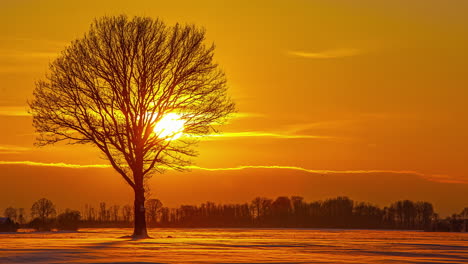 majestuosa puesta de sol amarilla detrás de la silueta de un árbol con fondo de cielo naranja en el paisaje invernal