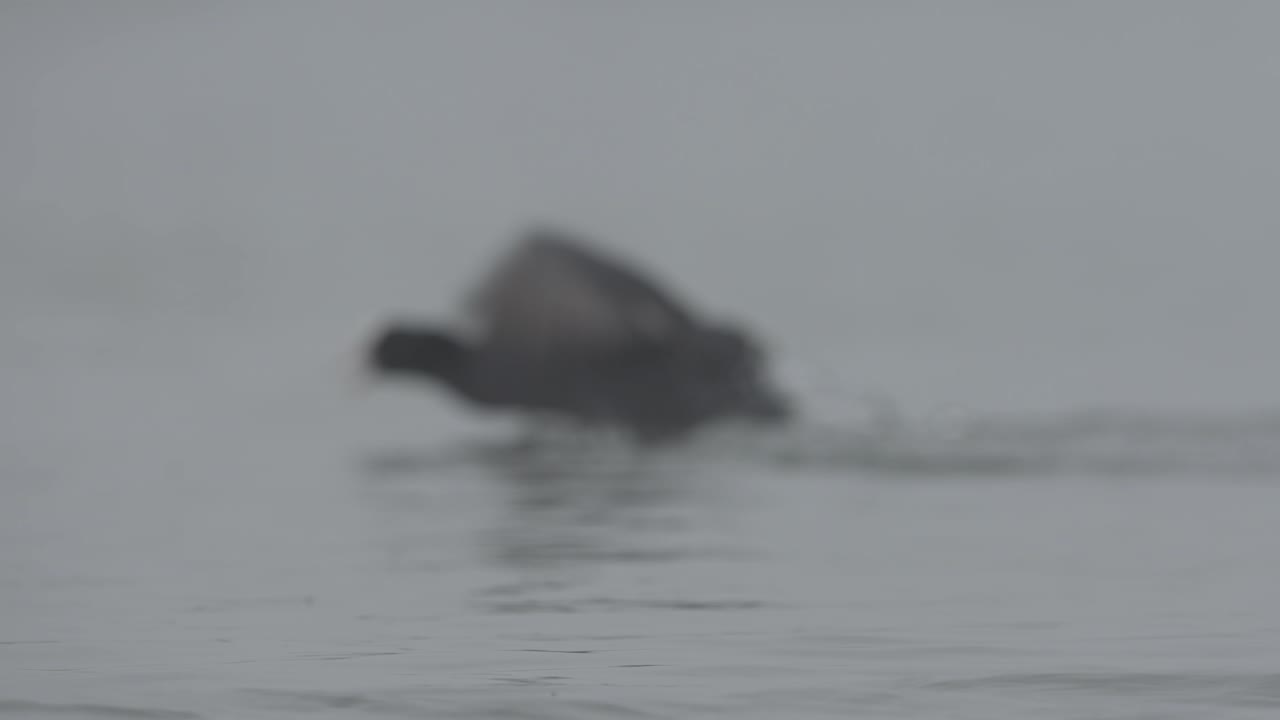 птицы бегут по воде