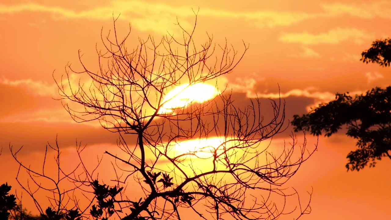 Cena épica de nascer ou pôr do sol através de uma árvore sem folhas em silhueta. Grande sol coberto por nuvem na hora dourada