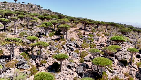 Flying-Through-Dragon-Blood-Tree-Forest-On-Diksam-Plataeu-In-Socotra-Island,-Yemen