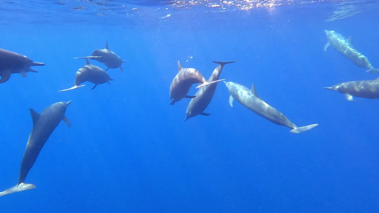 grupo de delfines giradores, retrospectivo, mazunte, oaxaca, méxico, movimiento lento