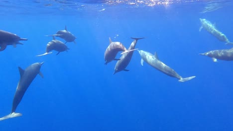 Spinner-dolphins-group,-back-shot,-Mazunte,-Oaxaca,-Mexico,-slow-motion