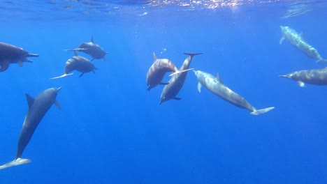 Grupo-De-Delfines-Giratorios,-Tiro-Trasero,-Mazunte,-Oaxaca,-México,-Cámara-Lenta