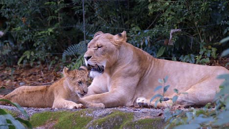 las leonas rugen y abofetean al cachorro de león recién nacido y luego caen al suelo