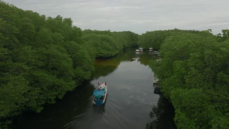 el barco viaja en un río tranquilo a través de una densa vegetación de manglares, antena