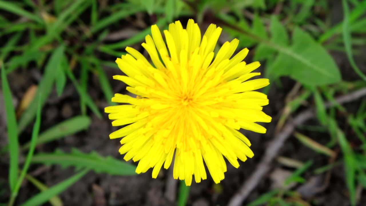 Close up of a yellow dandelion in the park