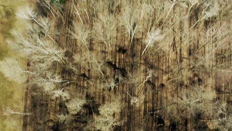 Dead-green-and-yellow-trees-in-a-dense-tight-forest