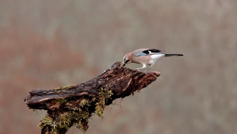 Wildhäher-Sitzt-Auf-Baumstamm