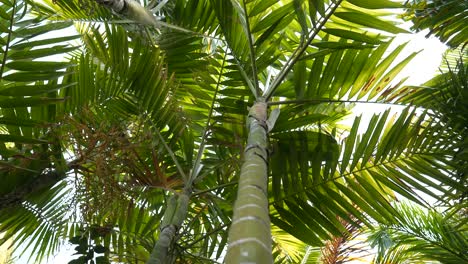 rising along palm tree trunk, lush green tropical leaves, aerial shot