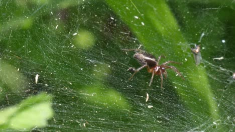 macro, slow motion following shot of a small brown spider walking over her spider web