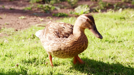 Cerca-De-Pato-Comiendo-Hierba-Al-Aire-Libre