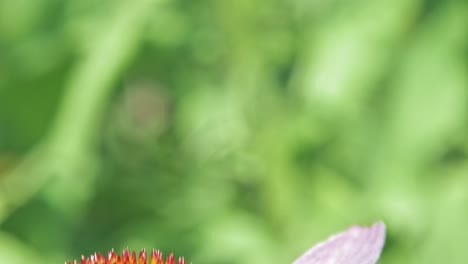 un primer plano extremo de una pequeña mariposa naranja de concha que recoge el néctar de la equinácea púrpura sobre fondo verde