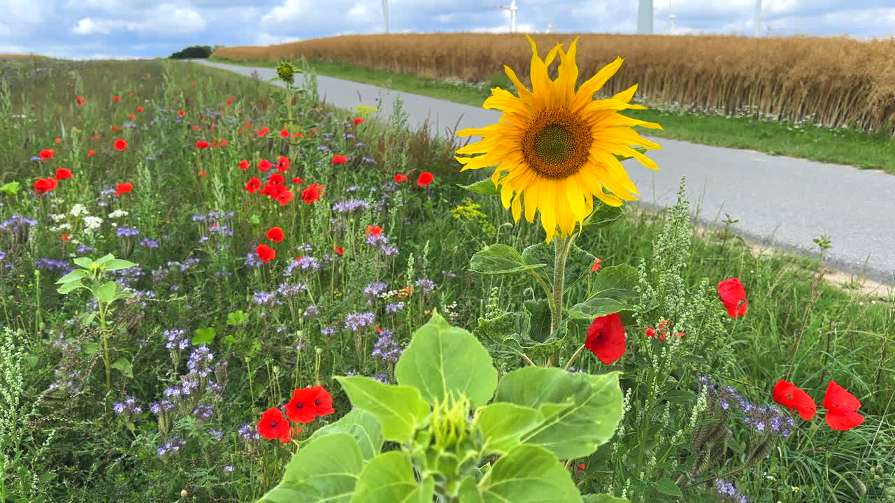 junto a una carretera hay una franja de flores con girasoles, amapolas y cornflowers para los insectos en cámara lenta