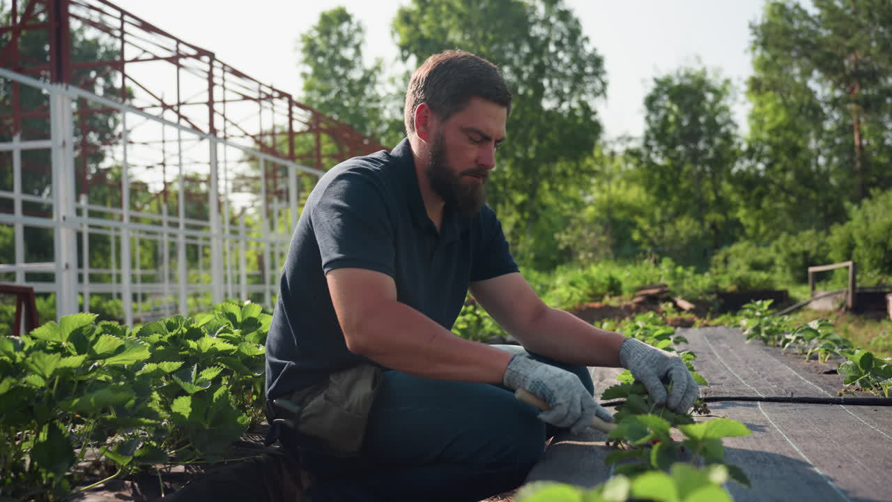 Side view farmer squatting in raised beds uses hand cultivator to loosen soil around young strawberry plants, gloved hands focused on careful weeding during sunny summer