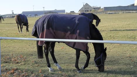 horse walking through the meadows stock video