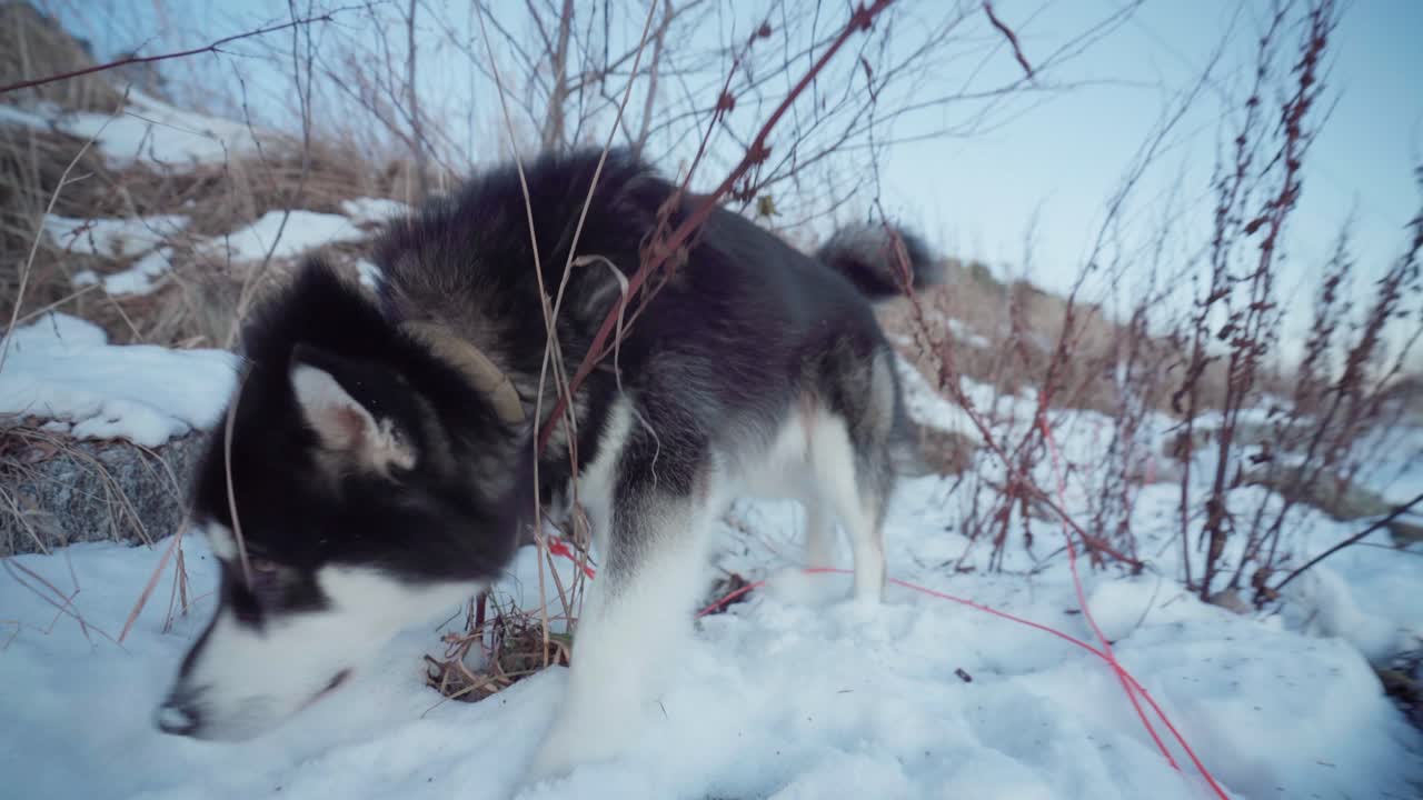 hermoso malamute de alaska olfateando en un primer plano nevado con plantas secas, vikan, indre fosen, noruega