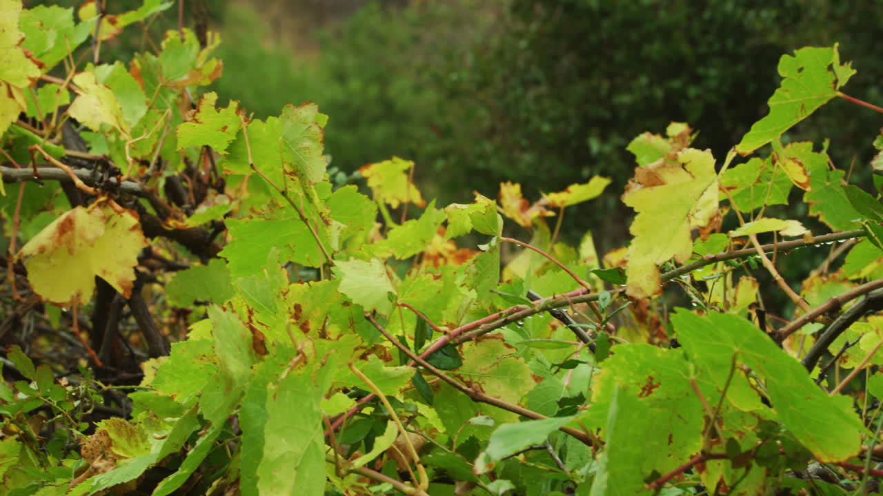 구름이 많은 날에 은 포도나무의  촬영