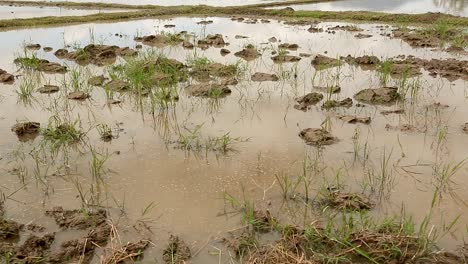 muddy land with some rice paddy on it