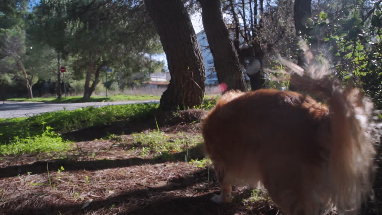 Low follow shot of Kokoni greek breed dog,taking a walk in woods of Parnitha, Greece