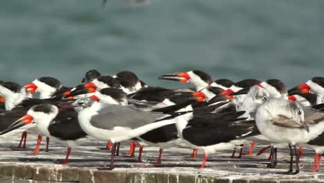 pájaros largos 26