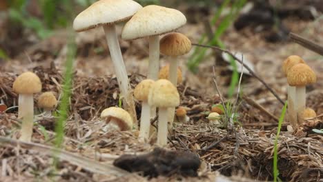 mushroom umbrellas - food