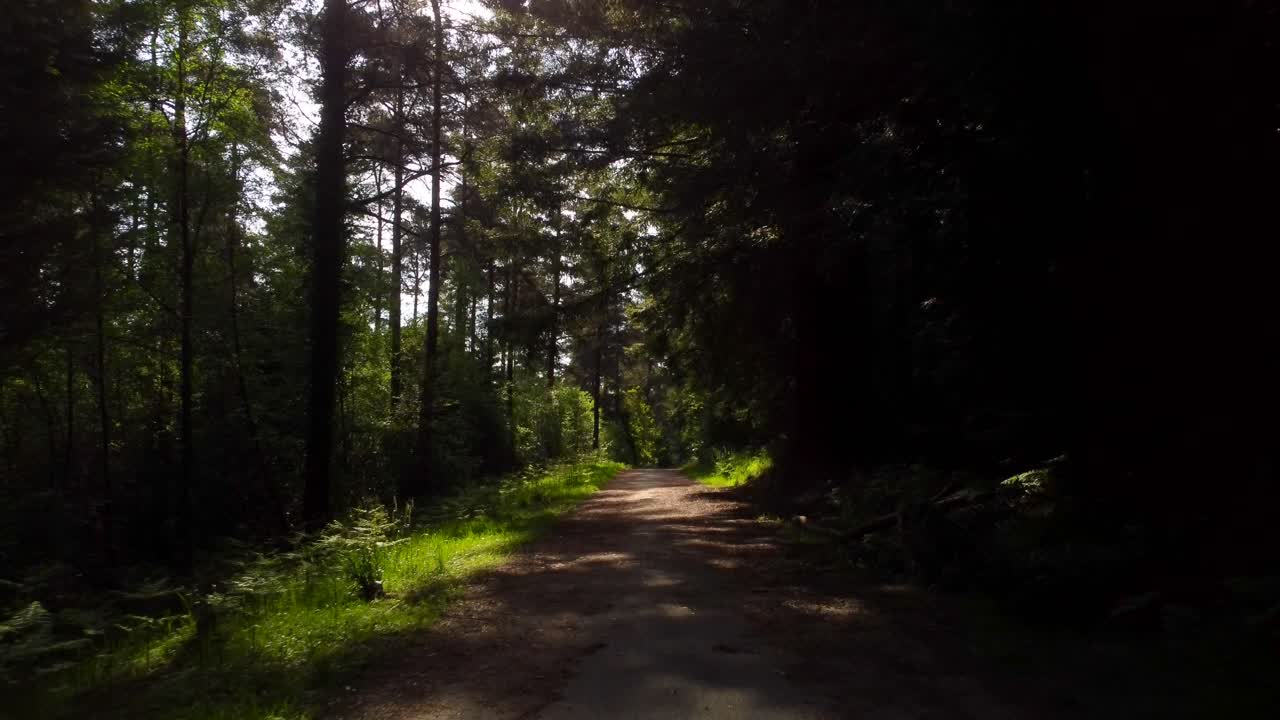 drone volando sobre el camino de tierra y el sendero de senderismo en un hermoso bosque natural