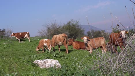 pack of cows and culf eat grass on a clear day, long shot with hill in the background