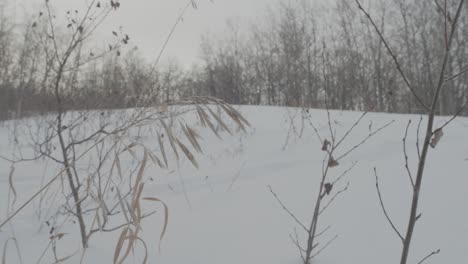 piece of grass blowing in the winter wind