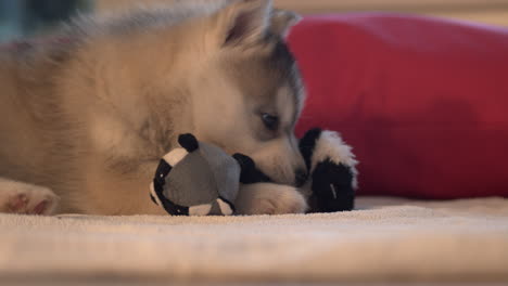 shot of a husky puppy with grey and white fur, playing with a soft dog toy