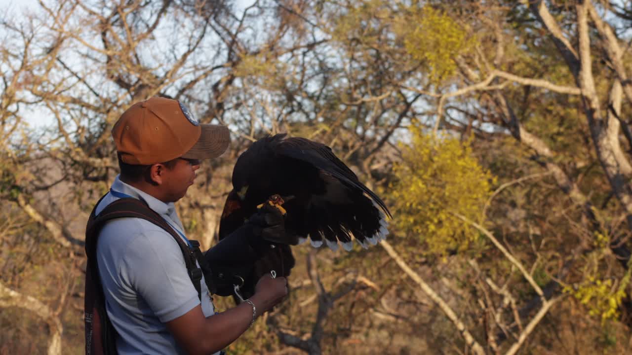 A Man Practicing Falconry With A Hawk Eagle. Close-up Shot